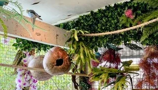 Indoor Bird Aviary: Proven Ideas for Happy Birds