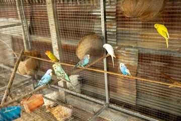 Indoor Bird Aviary